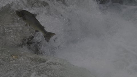 Atlantic salmon (salmo salar) goes up very rough waters in a spectacular jump.