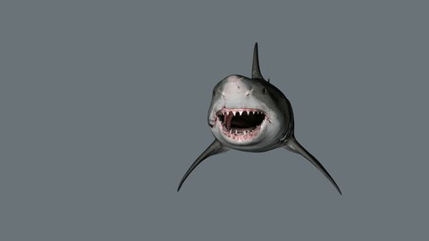 4K Realistic swimming great white shark attack animation