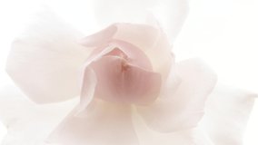 Beautiful opening pink rose on white background. Petals of Blooming pink rose flower open, time lapse, close-up. Holiday, love, birthday design backdrop. Bud closeup. Macro. 4K UHD video timelapse