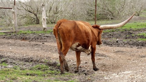 The east end of a west bound cow. A brown Texas Longhorn beef cattle cow with long horns, in the pasture, walking away from camera.