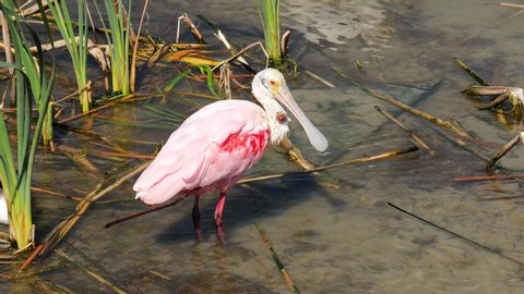 Roseate spoonbill, Platalea ajaja, with growth or tumor on its neck, stands in the muddy water in the Port Aransas Nature Preserve on Mustang Island in Texas, Reeds and other birds, are also visible.