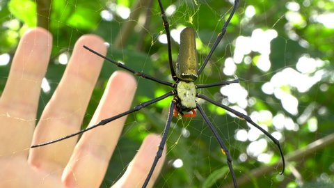 Enormous spider on web hand size comparison, Nephila pilipes macro