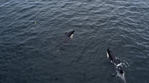 Killer whale group traveling in the wild, Kamchatka