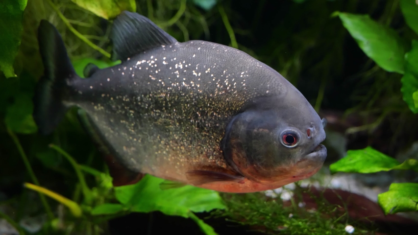 Red Bellied Piranha Pygocentrus nattereri image - Free stock photo