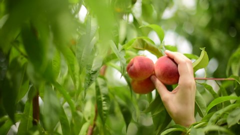 Woman hand picking a ripe peach from peaches tree. Picking peach fruit in summer.