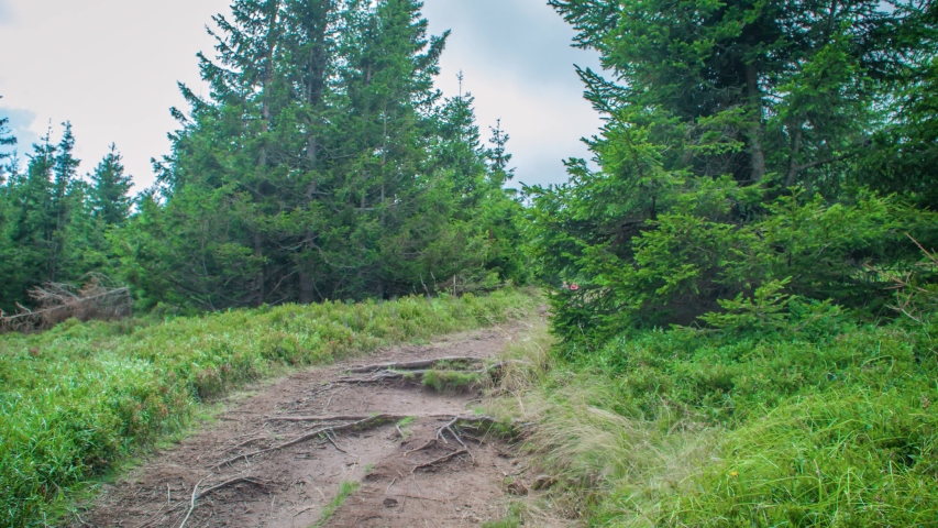 Dolly left revealing two MTB bikers riding on a trail through forest