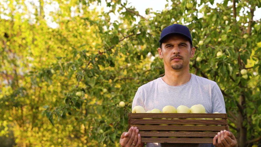 Young bearded man wearing t-shirt and cap standing in sunny orchard with wooden box of apples and carrying it forward, blurred trees on background. Seasonal worker posing with harvested fruit
