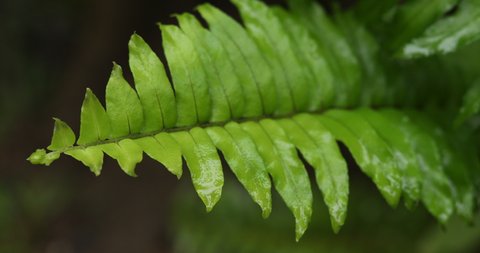 Rain drop on fern leaf, water drop on fern in forest, fertile forest, concept environment