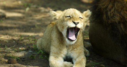 cub yawns and is laying near lion