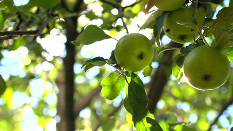 Harvest of apples and pears: ripe fruits on trees in the garden, in green foliage ripe yellow fruits of pears and apples fruits in the sun. The concept of healthy eating.
