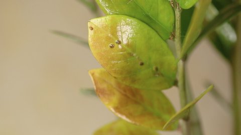 Female hand indoor pest removing by cotton swab armored scale insects at home plants. Homemade treatment. , Diaspididae
