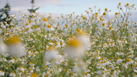 Many chamomiles sway in the wind. The wind blows on the chamomile field. Beautiful sunny chamomile close up. Sunny warm summer day. Freshness