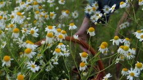 Female hands collect daisies in a wicker basket. Many chamomiles sway in the wind. The wind blows on the chamomile field. Freshness chamomile garden