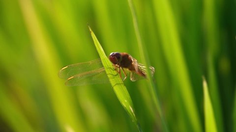 Dragonfly perched on paddy leaf