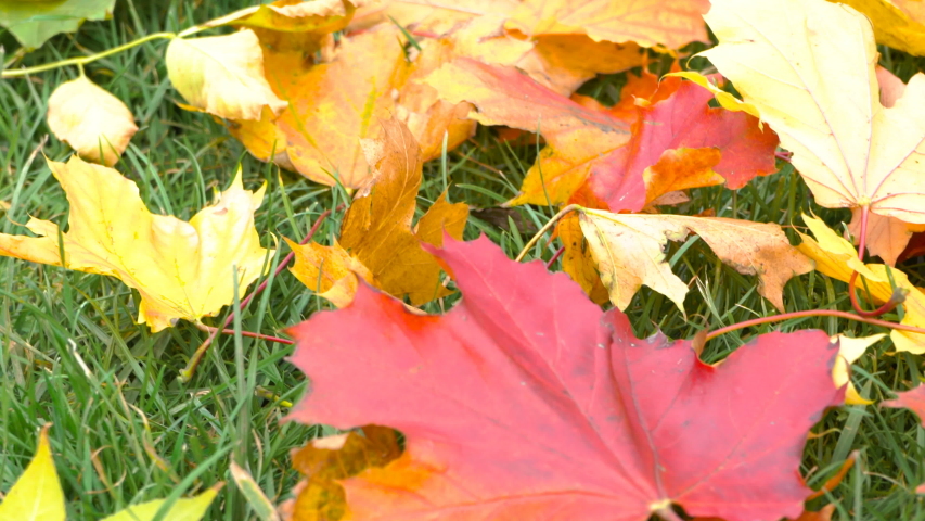 maple leaves with chrysanthemums on the grass,yellow and red autumn maple leaves lie on the grass with a purple chrysanthemum flower - Powered by Shutterstock - Get 15% off with code: PIKWIZARD15
