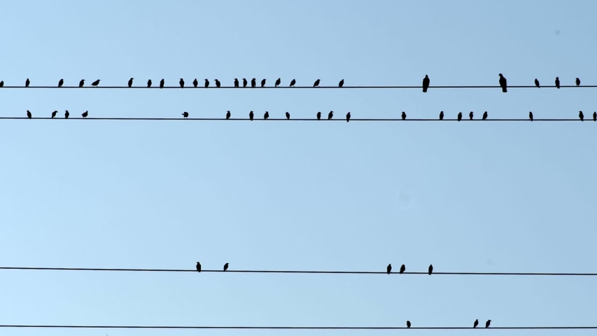 Birds on wires - emigration concept. Silhouettes of birds sitting on wires fly away into the distance, to warm countries. Migration, resettlement. Slow motion shot Royalty-Free Stock Footage #1057487002
