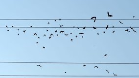 Featured image of post Pixar Birds On A Wire Video / A pixar video with audio created by david redinha.