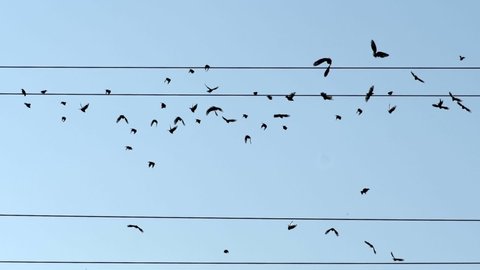 Birds on wires - emigration concept. Silhouettes of birds sitting on wires fly away into the distance, to warm countries. Migration, resettlement. Slow motion shot