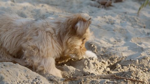 Cute little dog digging a hole in sand to hide his stick