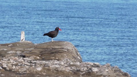 Oystercatcher Bird Standing on the boardline of the rocky coastline, blue sea background