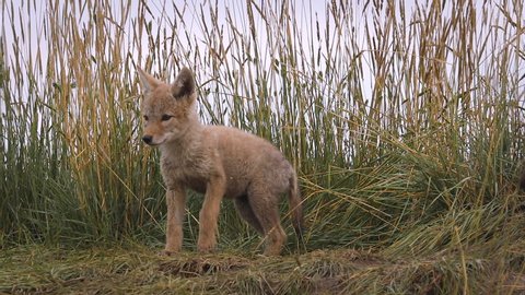 Coyote pups at den entrance pan across to see inquisitive siblings