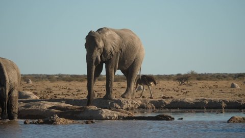Side view, Elephant drinks from river using trunk. Ostriches and jackal walk past background. Clear blue sky in background in African desert landscape -  National Park, Botswana