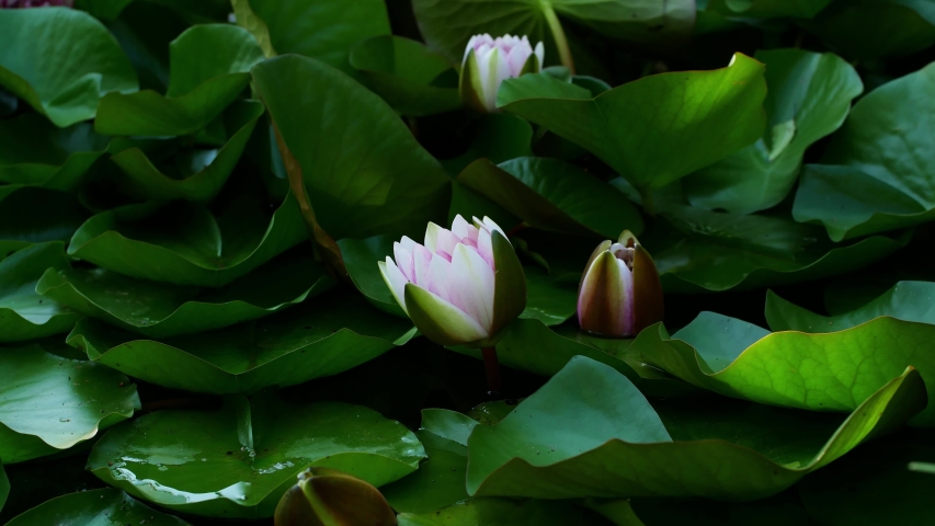 4K Time lapse lotus opening. The water lily blooming in the pond is surrounded by leaves. Pink water lily blooming in a lapse of Time lapse a background of green leaves.
 Royalty-Free Stock Footage #1057494073