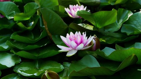 4K Time lapse lotus opening. The water lily blooming in the pond is surrounded by leaves. Pink water lily blooming in a lapse of Time lapse a background of green leaves.
