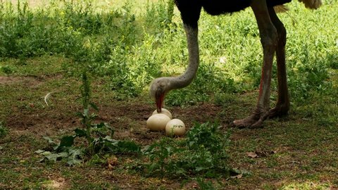 Ostrich farm. An ostrich sits on a nest hatches offspring eggs.
