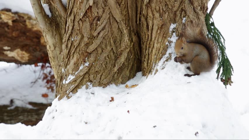 Hokkaido squirrel eating walnut