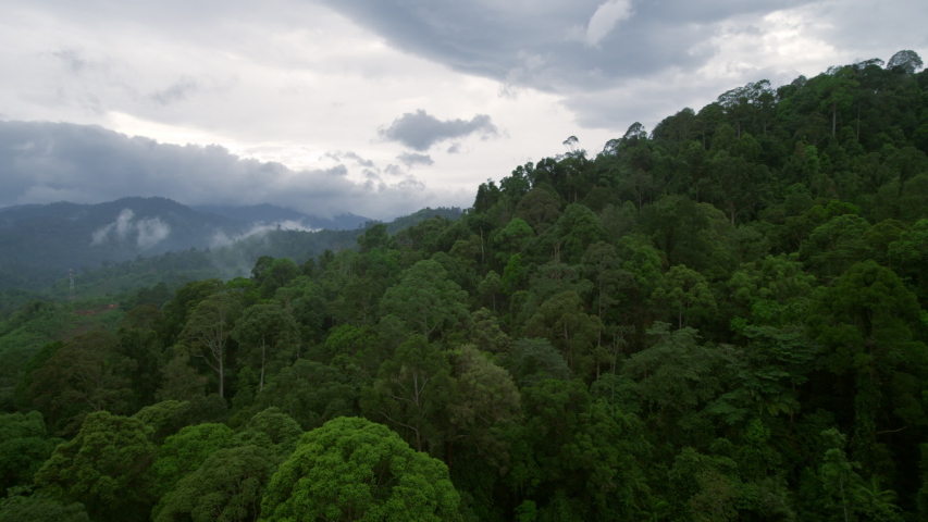 Aerial drone flight over giant tropical rainforest treetops. Sideway flyover trees on a misty rainy season jungle mountain in Thailand in foggy mystical nature atmosphere | Shutterstock HD Video #1057496587