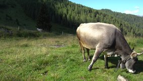 Cow pasture on the Alps