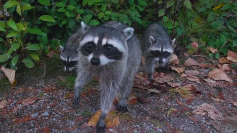 Family of three raccoons out in the wilderness, close up slow motion