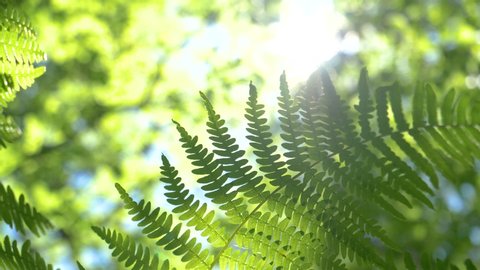 MACRO, LENS FLARE, DOF: Lush green fern sways in the wind blowing through the serene forest in Slovenia. Bright spring sun rays shine on a fern plant swaying deep in the dense woods of Logar Valley.