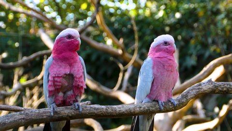 Rose-breasted cockatoo, galah cockatoo, roseate cockatoo are sitting on a branch.