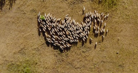Livestock grazing in the meadow, view from a drone . Flock of sheep is moving, the sheep are chewing grass. Aerial view. 4k, 10bit, ProRes