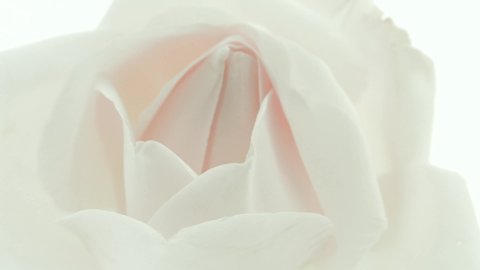 Beautiful opening pink rose on white background. Petals of Blooming pink rose flower open, time lapse, close-up. Holiday, love, birthday design backdrop. Bud closeup. Macro. 4K UHD video timelapse.