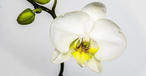 Time-lapse of opening orchid flowers on white background. Wedding backdrop, Valentine's Day. 4K video