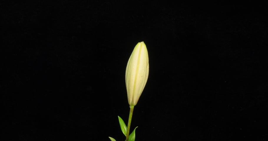 Beautiful white lily flower bud blooming timelapse, extreme close up. Time lapse of fresh Lilly opening closeup. Isolated on Black background. alpha channel Royalty-Free Stock Footage #1057503826