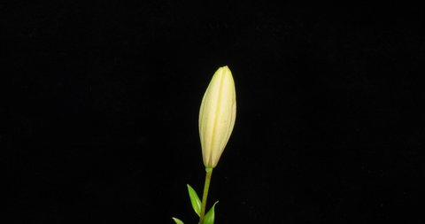 Beautiful white lily flower bud blooming timelapse, extreme close up. Time lapse of fresh Lilly opening closeup. Isolated on Black background. alpha channel