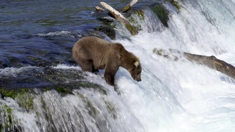 Grizzly bear catches and loses a fish at Brooks Falls in Katmai, Alaska