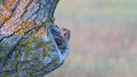 Scops Owl looking out of nesthole. Otus scops