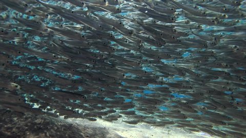 Massive school of small fish swims over sandy bottom on water in sun`s ray