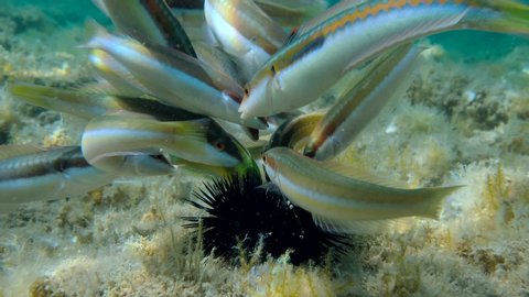 Slow motion, Wrasses fish of different species eating injured Purple sea urchins (Paracentrotus lividus) lie on the seabed covered with algae. Close up. Adriatic Sea, Montenegro, Europe