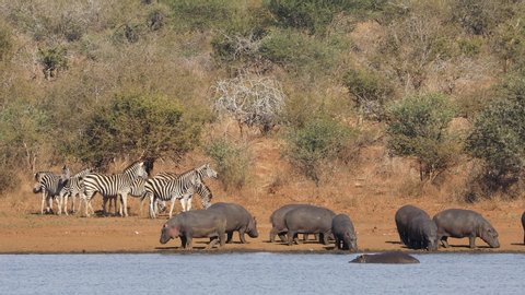 Hippos and a herd of plains zebras at a natural dam, Kruger National Park, South Africa