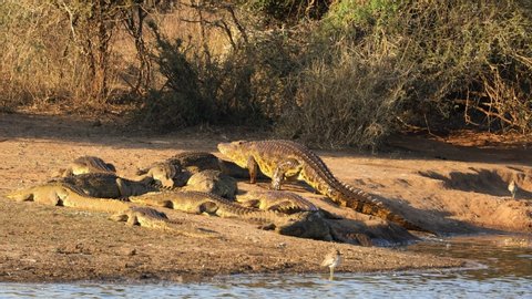 A large Nile crocodile (Crocodylus niloticus) emerging from the water to bask, Kruger National Park, South Africa