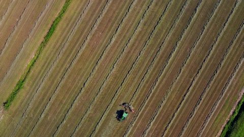 tractor collects hay on the field. Rural work on the preparation of feed for livestock. Packed bales of hay. Life outside the city. Quadrocopter video filming from the air. Milan Italy 10.09.2020