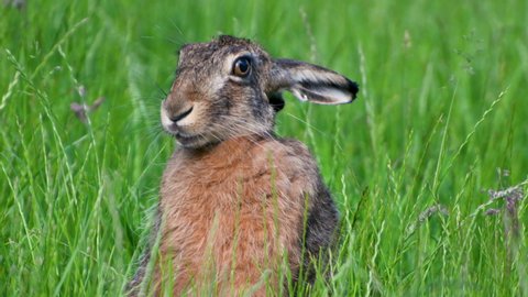 Close-up of a hare eating grass