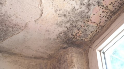 Black mold, mildew, fungus on ceiling inside the house. Condensation is the most common cause of mold growth