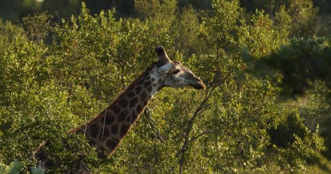 Giraffe lifting head anding through a sea of trees